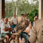 Wine Down with Wildlife: All About Owls
