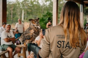 Wine Down with Wildlife: All About Owls